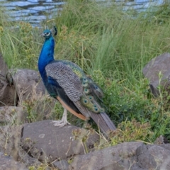 Pavo cristatus (Indian Peafowl) at West Launceston, TAS - 23 Feb 2024 by AlisonMilton