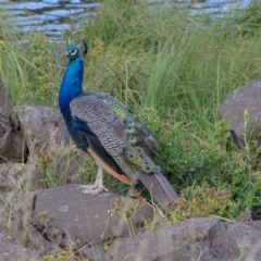 Pavo cristatus (Indian Peafowl) at West Launceston, TAS - 22 Feb 2024 by AlisonMilton