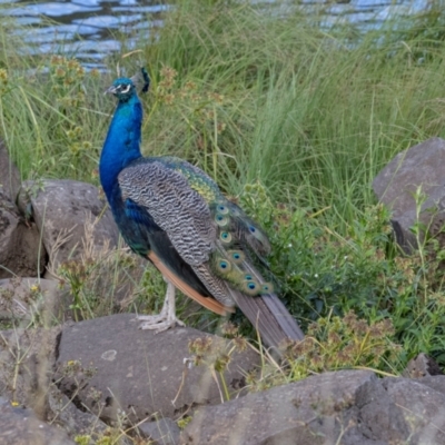 Pavo cristatus (Indian Peafowl) at West Launceston, TAS - 23 Feb 2024 by AlisonMilton