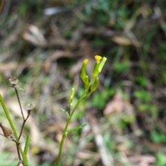 Senecio hispidulus (Hill Fireweed) at Tidbinbilla Nature Reserve - 23 Mar 2024 by RobG1