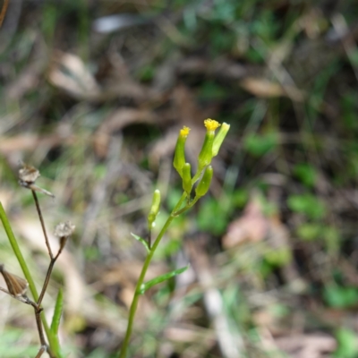 Senecio hispidulus (Hill Fireweed) at Paddys River, ACT - 22 Mar 2024 by RobG1
