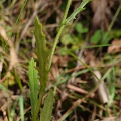 Senecio hispidulus at Tidbinbilla Nature Reserve - 23 Mar 2024 10:20 AM