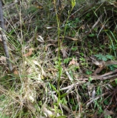 Senecio hispidulus at Tidbinbilla Nature Reserve - 23 Mar 2024 10:20 AM