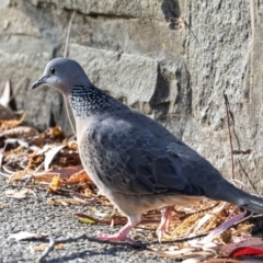 Spilopelia chinensis (Spotted Dove) at Launceston, TAS - 23 Feb 2024 by AlisonMilton