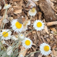 Zizina otis at Sth Tablelands Ecosystem Park - 14 Mar 2024