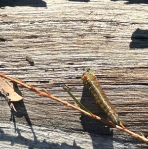 Pterygophorus sp. (genus) at Hackett, ACT - 24 Mar 2024