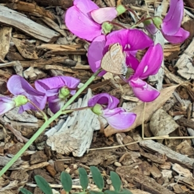 Lampides boeticus (Long-tailed Pea-blue) at Sth Tablelands Ecosystem Park - 14 Mar 2024 by galah681