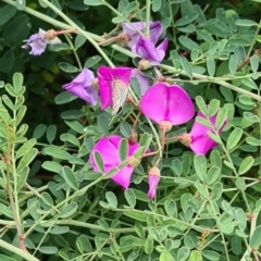 Lampides boeticus at Sth Tablelands Ecosystem Park - 14 Mar 2024