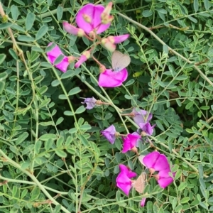 Lampides boeticus at Sth Tablelands Ecosystem Park - 14 Mar 2024 11:23 AM