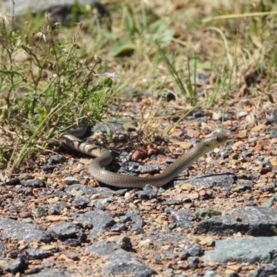 Delma inornata (Olive Legless-lizard) at Mulligans Flat - 24 Mar 2024 by LinePerrins