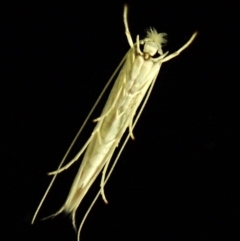 Opostega (genus) (A White Eyecap moth ( Opostegidae)) at Cook, ACT - 19 Mar 2024 by CathB