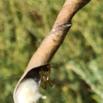 Phonognathidae (unofficial sub family) (Leaf curling orb-weavers) at Sth Tablelands Ecosystem Park - 14 Mar 2024 by galah681