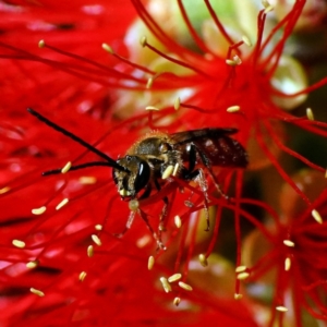 Lasioglossum (Parasphecodes) sp. (genus & subgenus) at Acton, ACT - 21 Mar 2024