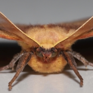 Anthela repleta at Wellington Point, QLD - suppressed
