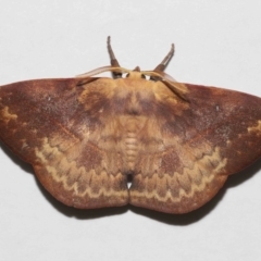 Anthela repleta at Wellington Point, QLD - suppressed