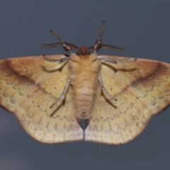 Anthela repleta at Wellington Point, QLD - suppressed