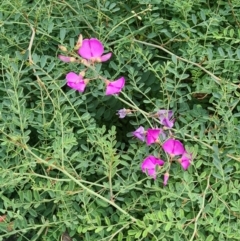 Swainsona galegifolia (Darling Pea) at Sth Tablelands Ecosystem Park - 14 Mar 2024 by galah681