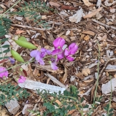 Swainsona galegifolia (Darling Pea) at Sth Tablelands Ecosystem Park - 14 Mar 2024 by galah681