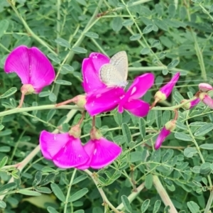 Zizina otis at Sth Tablelands Ecosystem Park - 14 Mar 2024 11:23 AM