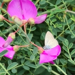 Zizina otis at Sth Tablelands Ecosystem Park - 14 Mar 2024 11:23 AM