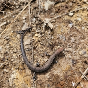 Lampropholis delicata at Mulligans Flat - 20 Mar 2024 01:13 PM