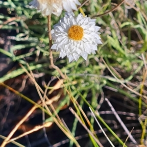 Leucochrysum albicans subsp. tricolor at QPRC LGA - 24 Mar 2024 04:13 PM