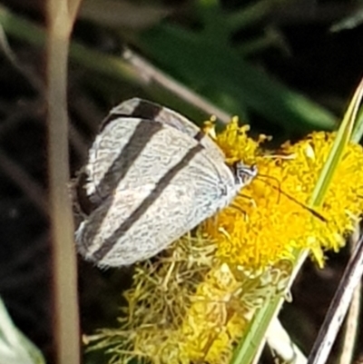 Zizina otis (Common Grass-Blue) at Mulanggari Grasslands - 22 Mar 2024 by HappyWanderer