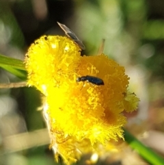 Dasytinae (subfamily) (Soft-winged flower beetle) at Mulanggari NR (MUL_11) - 22 Mar 2024 by HappyWanderer