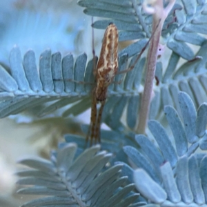 Tetragnatha demissa at Lake Burley Griffin West - 24 Mar 2024