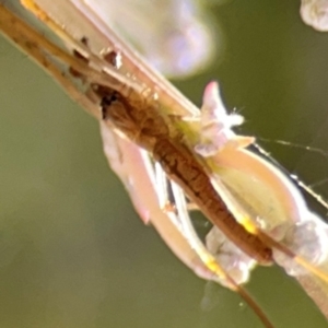 Tetragnatha sp. (genus) at Lake Burley Griffin West - 24 Mar 2024