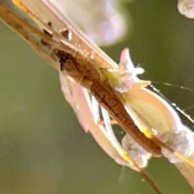 Tetragnatha sp. (genus) (Long-jawed spider) at Lake Burley Griffin West - 24 Mar 2024 by Hejor1