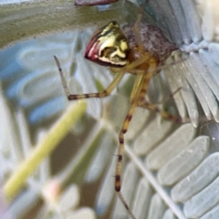 Theridion pyramidale (Tangle-web spider) at Lake Burley Griffin West - 24 Mar 2024 by Hejor1