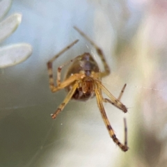 Theridion pyramidale at Lake Burley Griffin West - 24 Mar 2024 02:06 PM