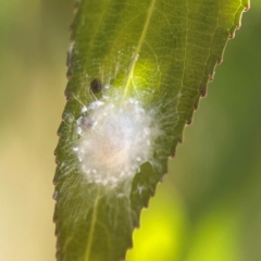 Unidentified Other web-building spider at Yarralumla, ACT - 24 Mar 2024 by Hejor1