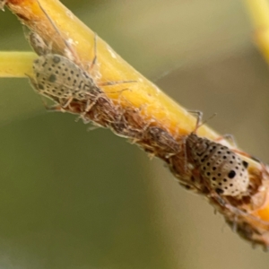 Tuberolachnus salignus at Lake Burley Griffin West - 24 Mar 2024