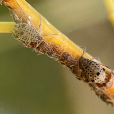 Tuberolachnus salignus (Giant willow aphid) at Lake Burley Griffin West - 24 Mar 2024 by Hejor1