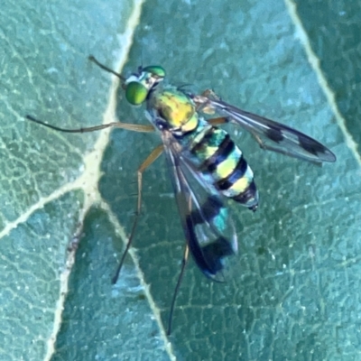 Austrosciapus sp. (genus) (Long-legged fly) at Lake Burley Griffin West - 24 Mar 2024 by Hejor1