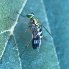 Austrosciapus sp. (genus) at Lake Burley Griffin West - 24 Mar 2024 01:23 PM