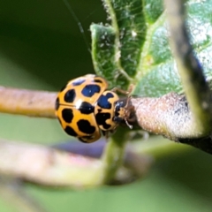 Harmonia conformis (Common Spotted Ladybird) at Acton, ACT - 24 Mar 2024 by Hejor1