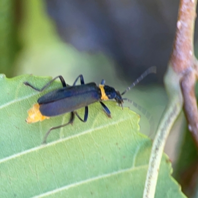 Chauliognathus lugubris (Plague Soldier Beetle) at Lake Burley Griffin West - 24 Mar 2024 by Hejor1