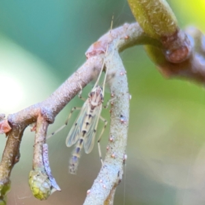 Chironomidae (family) at Lake Burley Griffin West - 24 Mar 2024 01:37 PM