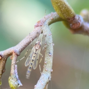 Chironomidae (family) at Lake Burley Griffin West - 24 Mar 2024