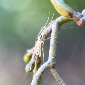 Chironomidae (family) at Lake Burley Griffin West - 24 Mar 2024