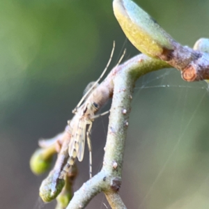 Chironomidae (family) at Lake Burley Griffin West - 24 Mar 2024 01:37 PM