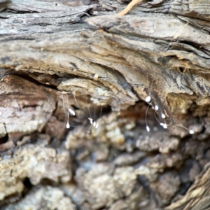 Neuroptera (order) at Lake Burley Griffin West - 24 Mar 2024 01:52 PM