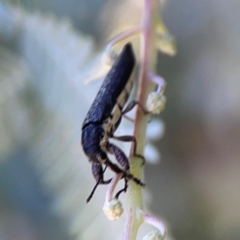 Rhinotia sp. (genus) at Lake Burley Griffin West - 24 Mar 2024