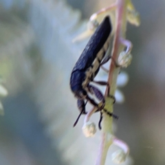 Rhinotia sp. (genus) at Lake Burley Griffin West - 24 Mar 2024