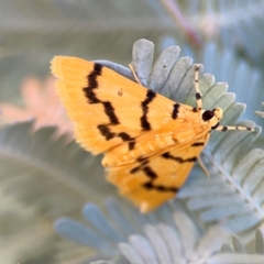 Dichocrocis clytusalis (Kurrajong Leaf-tier, Kurrajong Bag Moth) at Lake Burley Griffin West - 24 Mar 2024 by Hejor1