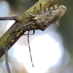 Alcaeus varicornis (Acacia shield bug) at Lake Burley Griffin West - 24 Mar 2024 by Hejor1