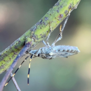 Alcaeus varicornis at Lake Burley Griffin West - 24 Mar 2024